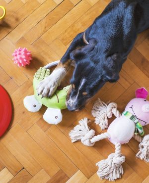 dog-toys-5175628_1280